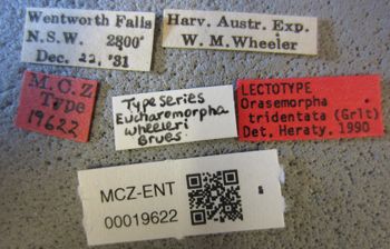 Media type: image;   Entomology 19622 Aspect: labels